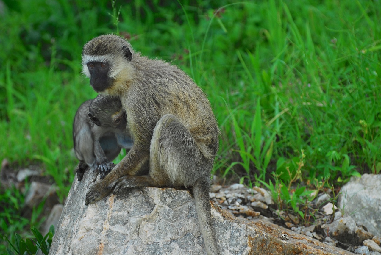 Can Urban Design Be Biodiversity-Friendly?